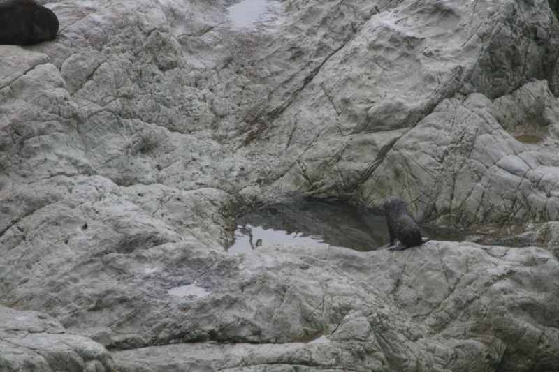 Nieuw-Zeeland 2011 - 1089